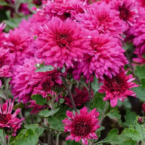 Winteraster, rot, gefüllt