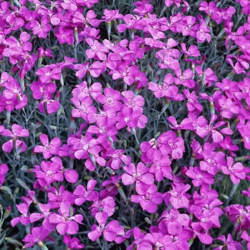 Pfingst-Nelke, hellpurpur