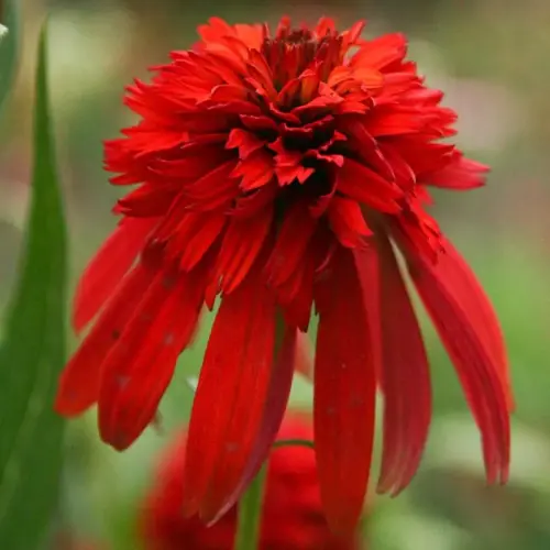 Sonnenhut, rot, gefüllt