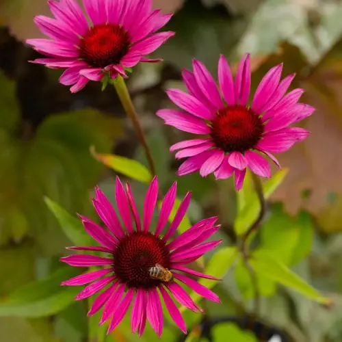 Sonnenhut, rot, dunkle Stiele