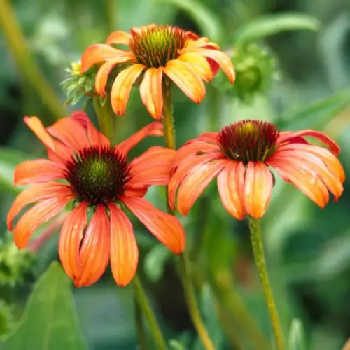 Sonnenhut, orangerot