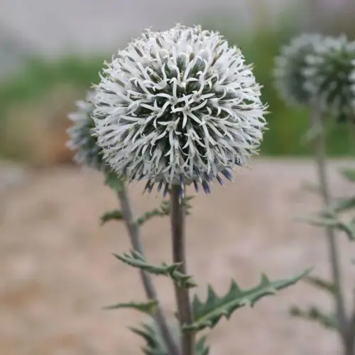 Kugel-Distel, weiß