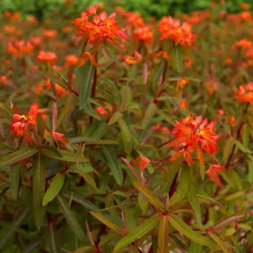 Wolfsmilch, orangerot