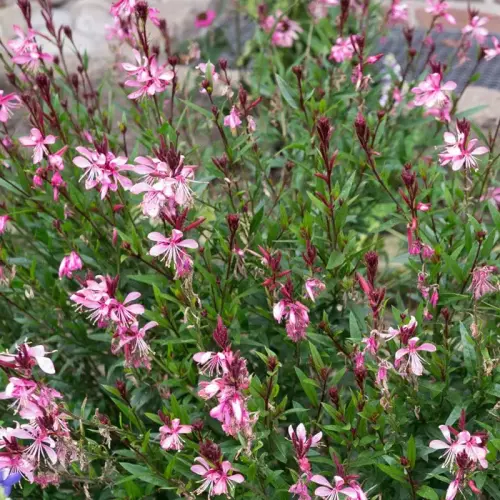 Prachtkerze, dunkelrosa