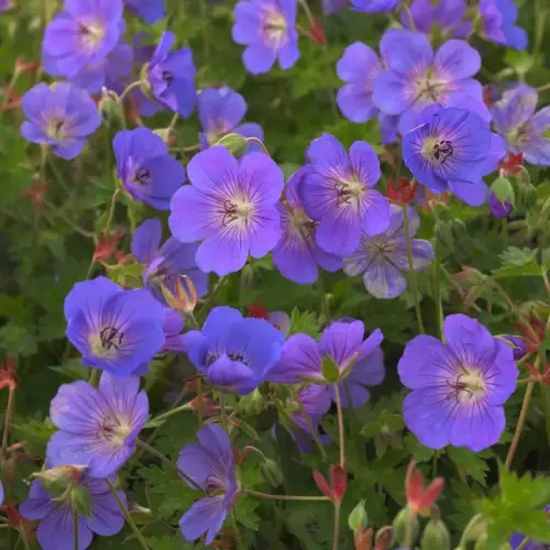 Storchschnabel 'Rozanne'