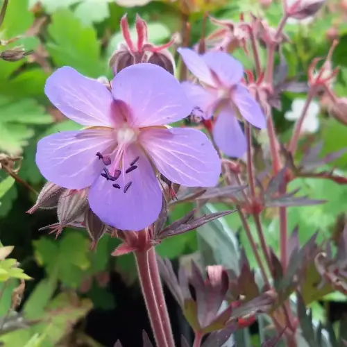 Storchschnabel 'Midnight Reiter'