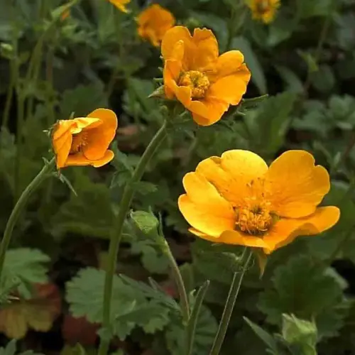 Nelkenwurz, goldgelb