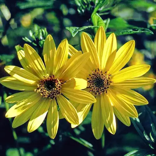 Sonnenblume, zitronengelb