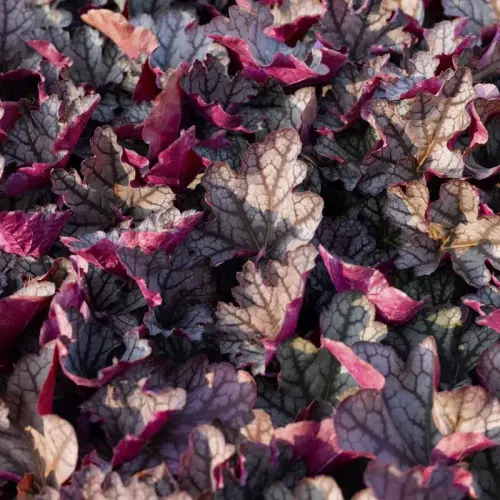 Purpurglöckchen, pink