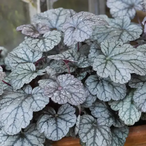 Purpurglöckchen, weiß, rotlaubig