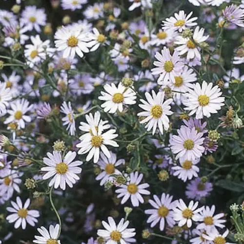 Schönaster, weißlichviolett