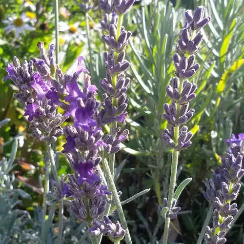 Lavendel, blau, hoch