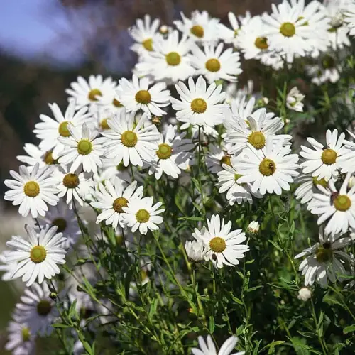 Spätherbst-Margerite