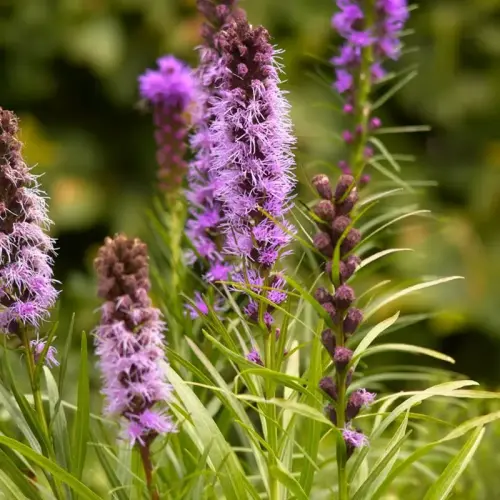 Prachtscharte 'Kobold'