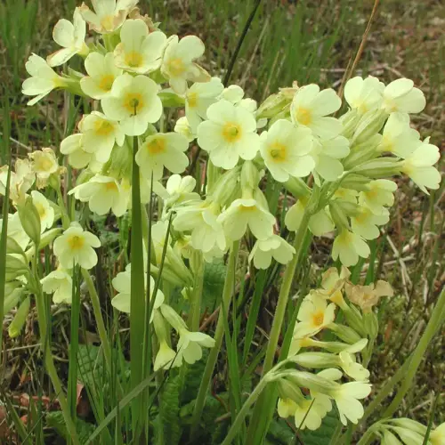 Wald-Schlüsselblume