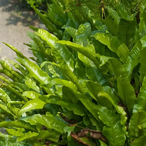 Hirschzungenfarn