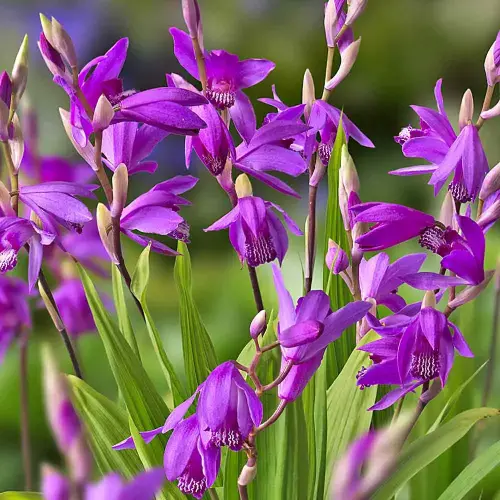 Japanorchidee tiefrosa