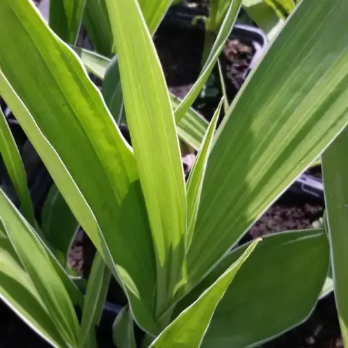 Japanorchidee tiefrosa, gestreiftes Laub