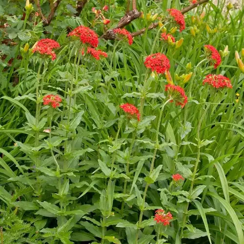 Lichtnelke, feuerrot, (Brennende Liebe)