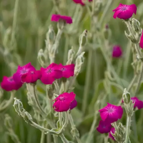 Lichtnelke, purpurrot