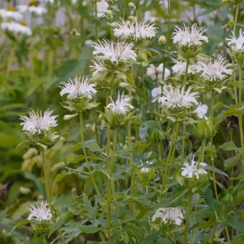 Indianernessel, weiß