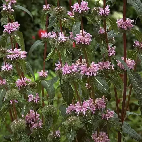 Indianernessel, hellrosa