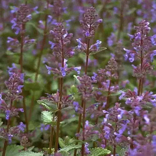 Katzenminze, violettblau