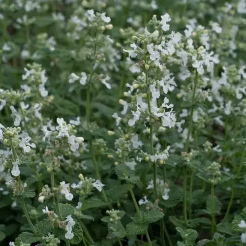 Katzenminze, weiß