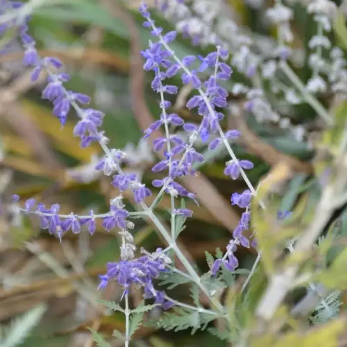 Blauraute 'Little Spire'
