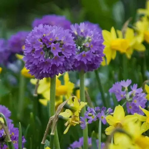 Kugel-Primel, violett