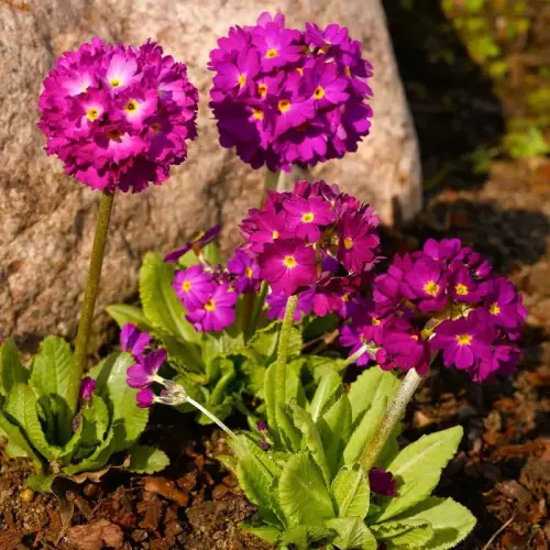 Kugel-Primel, rubinrot