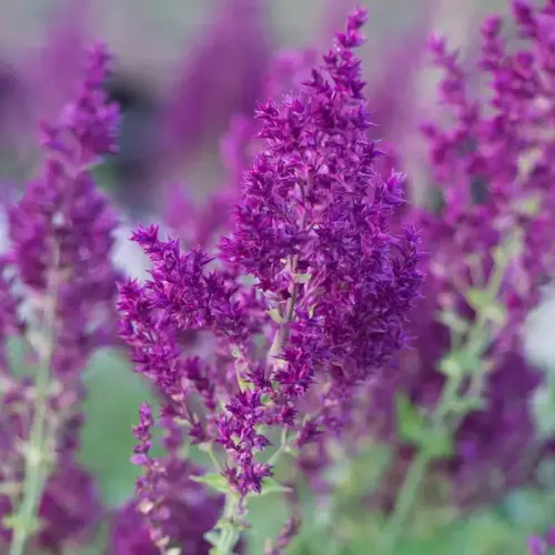 Salbei 'Schwellenburg'