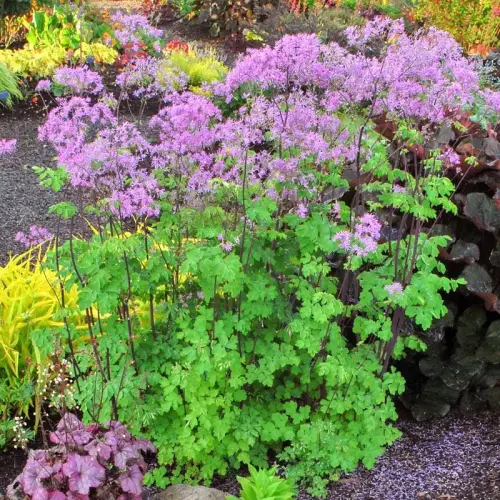 Wiesenraute, violett