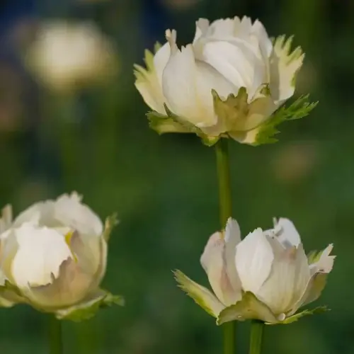 Trollblume, gelblichweiß