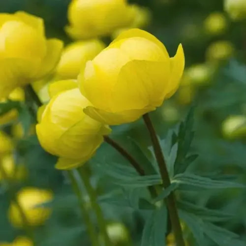 Trollblume, zitronengelb