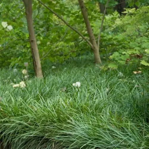 Japan-Segge, weißbunt