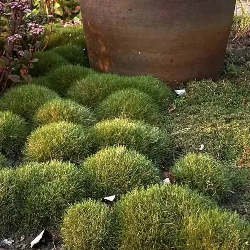 Bärenfellgras, Pic Carlit