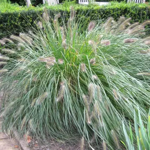 Lampenputzergras 'Hameln'