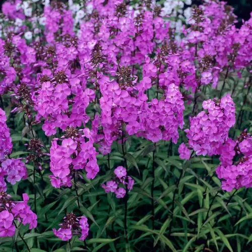 Flammenblume, karminrosa