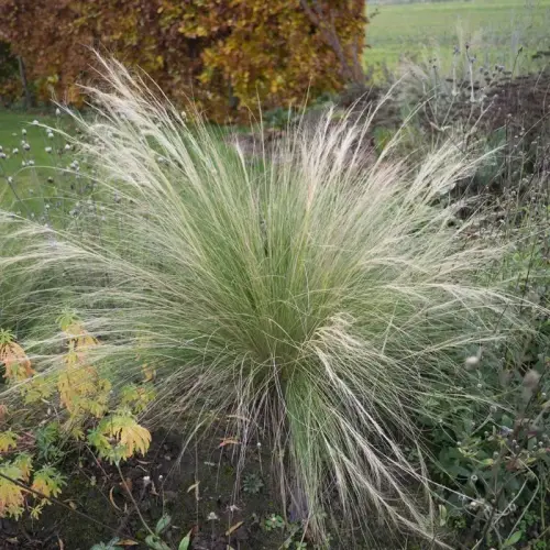 Federgras, Büschel-Haargras