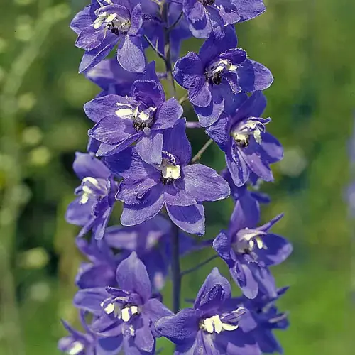 Rittersporn, azurblau