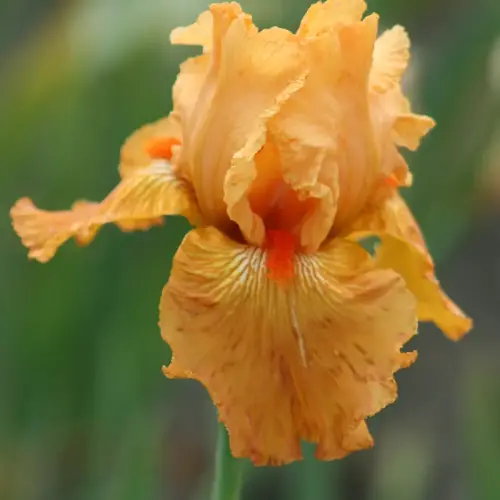 Garten-Schwertlilie 'Marmelade Skies'