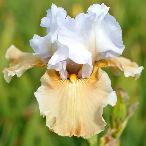 Garten-Schwertlilie 'Champagne Elegance'