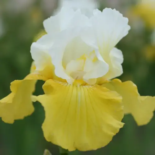 Garten-Schwertlilie 'Echo de France'