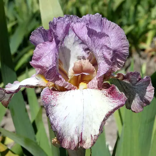 Garten-Schwertlilie 'Northward Ho'