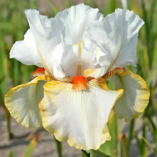 Garten-Schwertlilie 'Halloween Halo'