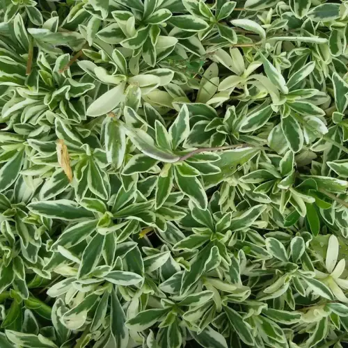 Gänsekresse, weißbunt