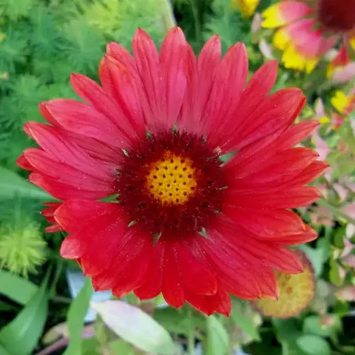Kokardenblume, weinrot