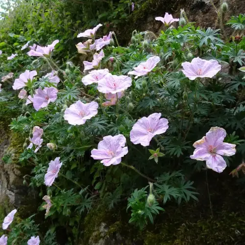 Blut-Storchschnabel, rosa