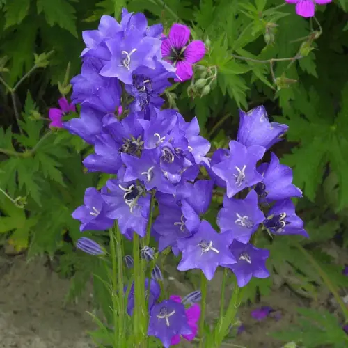 Pfirsichblättrige-Glockenblume